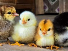 Цыплята домашние и из импортного яйца