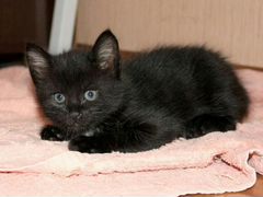 Котёнок чёрный в добрые руки