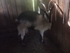 Молочные дойные козы, и козлята