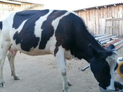 Корова. корова с теленком, тёлка