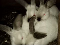 Кролик колифорнийские от 1-3 месяцев