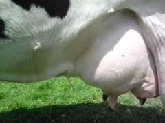 Домашняя молочная корова