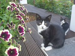 Три котенка петербурской гладкошерстной кошки