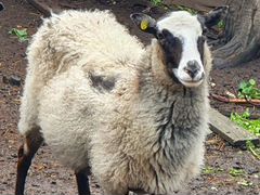 Овца Романовской породы