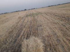 Пшеничная солома