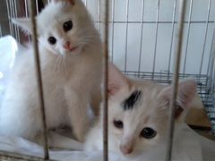Котятки девочки, 2 месяца