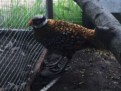 Королевский фазан 2018 года самец