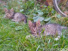 Котенок и кошка, сибирская помесь, раздаем)