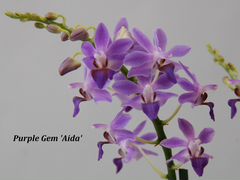 Фаленопсис Purple Gem 'Aida'