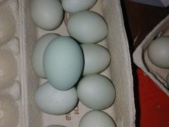 Инкубационное Яйцо Араукана Лаванда Британский ста