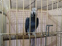 Серый попугай