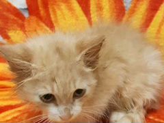 Рыжий котенок мальчик 2 месяца
