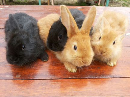 Кролики помесь