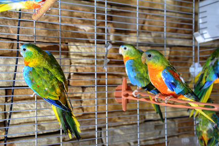 Лазурные травяные попугаи