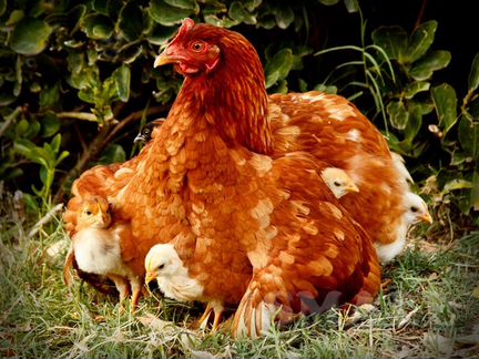 Яйца на инкубацию(куриные)