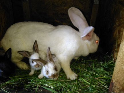 Продам крольчат кроликов