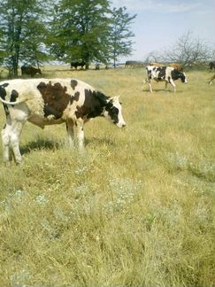 Корова Стельная, август 2 бычка годовалые (договор