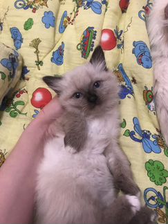 Котенок девочка, возраст 1, 5 месяца