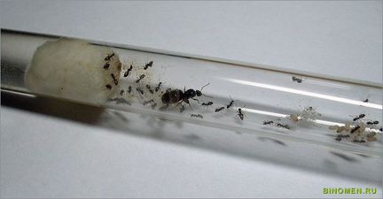 Матка чёрных садовых муравьев