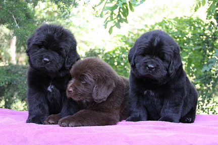 Черные и коричневые щенки ньюфаундленда