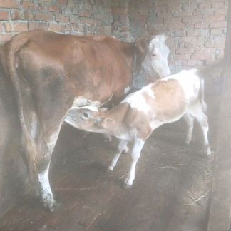 Корова первый отёл с телёнком 3 месяца