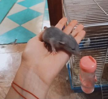 Маленькие крысята