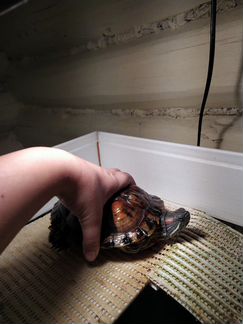 2 черепахи + аквариум, фильтр, нагреватель воды