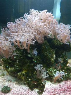 Ксения Пульсирующая кораллы