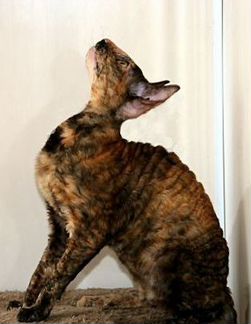 Корниш-рекс: кудрявый кот с собачьим характером