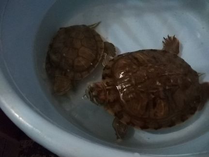Черепахи красноухие (даром)