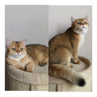 Британские золотые шиншиллы (кот и кошка)