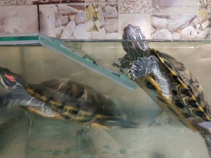 Черепахи красноухие
