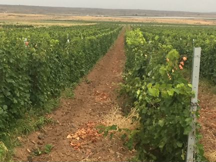 Продаю виноградник 100 гектаров в Астрахани
