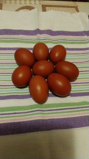 Инкубационное яйцо кур чёрно-медный маран