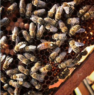 Пчеломатки породы серая горная кавказская