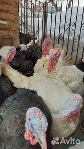 Мясо домашней индейки халяль