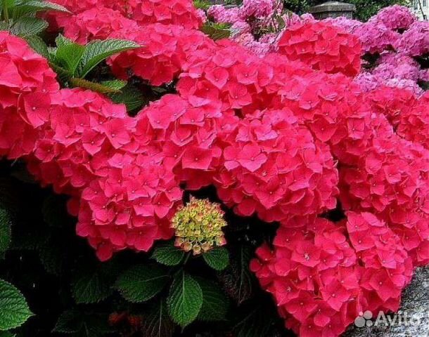 Гортензии крупнолистные двухлетки
