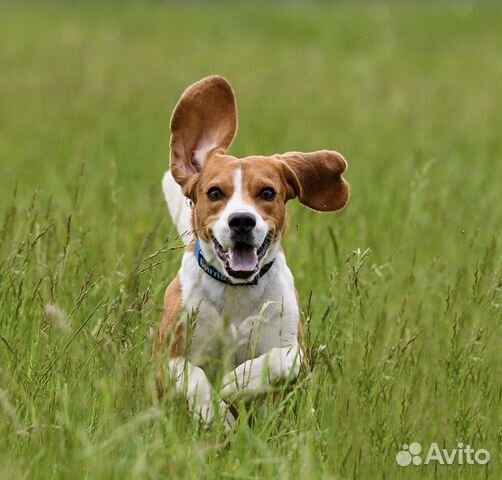 Бигль. Вязка