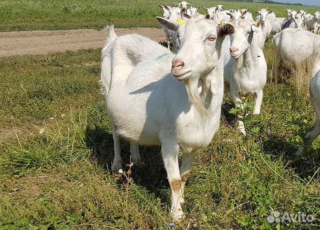 Зааненские козы племенные