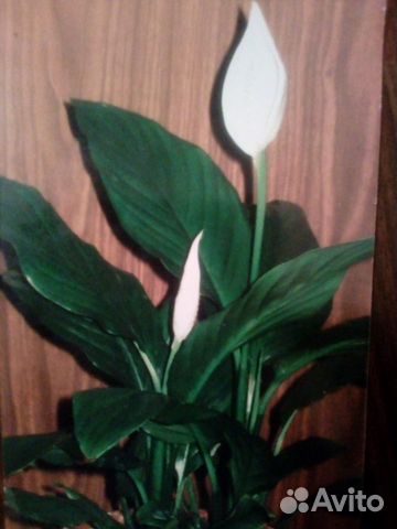 Спатифиллум 2 вида