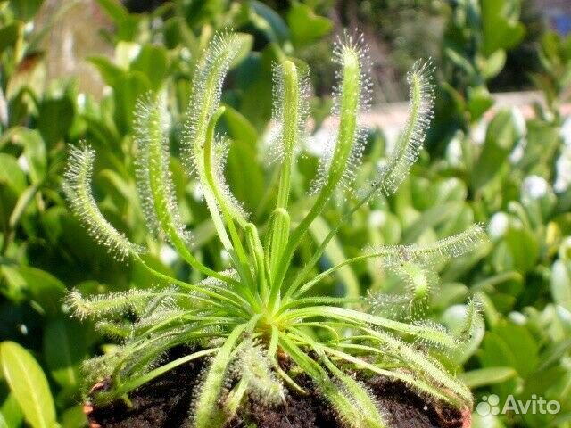 Росянки Capensis Rubra, Alba/Кислица/Oxalis