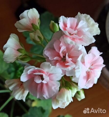 Пеларгония Герань Сортовая