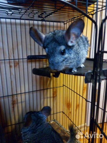 Нашлась кошка объявление красноярск. Животные луховицы. Животные луховицы. Животные луховицы. Животные луховицы.