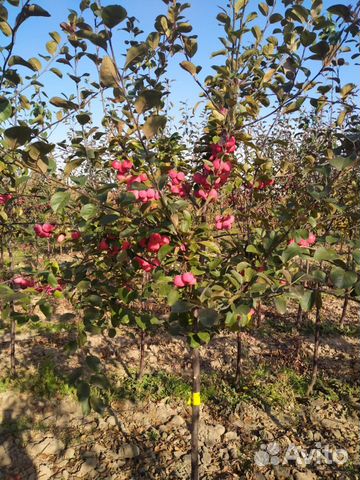 Саженцы плодово - ягодных и декоративных культур