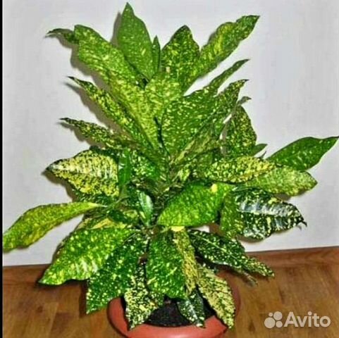 Кодиеум, Кротон 