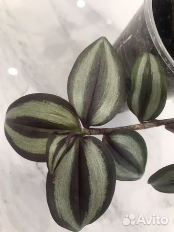 Традисканция