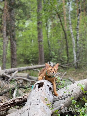 Абиссинский кот на вязку