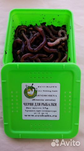 червь рыболовный продажа червь рыболовный продажа