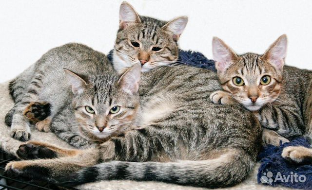 Возьми кошку из приюта