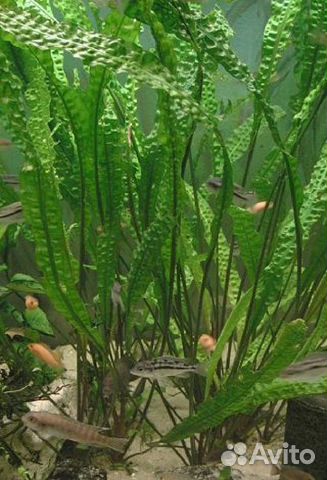 Продам аквариумные растения валиснерия, криптокари купить на Зозу.ру - фотография № 4